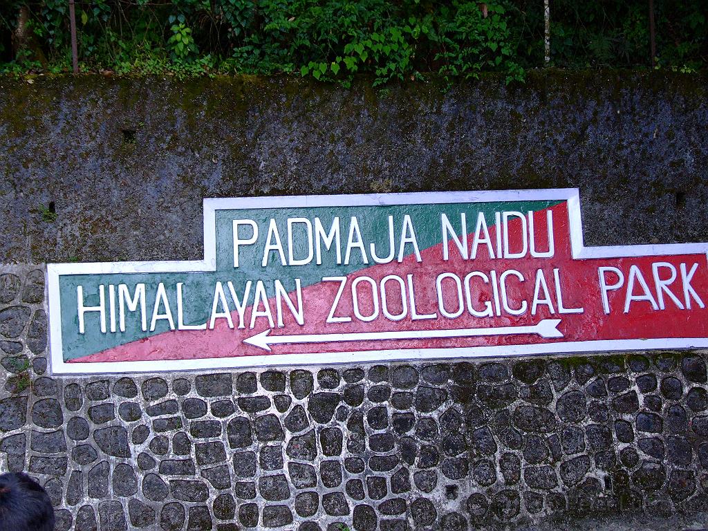 dscf6022.jpg - Padmaja Naidu Himalayan Zoological Park, auch als Darjeeling Zoo bekannt ist ein 67,56 Hektar großer Zoo in der Stadt Darjeeling. Der Zoo wurde 1958 eröffnet, mit einer durchschnittlichen Höhe von 2.134 m ist der größte Höhenzoo in Indien. Der Zoo zieht über 300.000 Besucher pro Jahr an. Der Park ist nach Padmaja Naidu (1900-1975), der Gouverneur von West Bengal benannt.