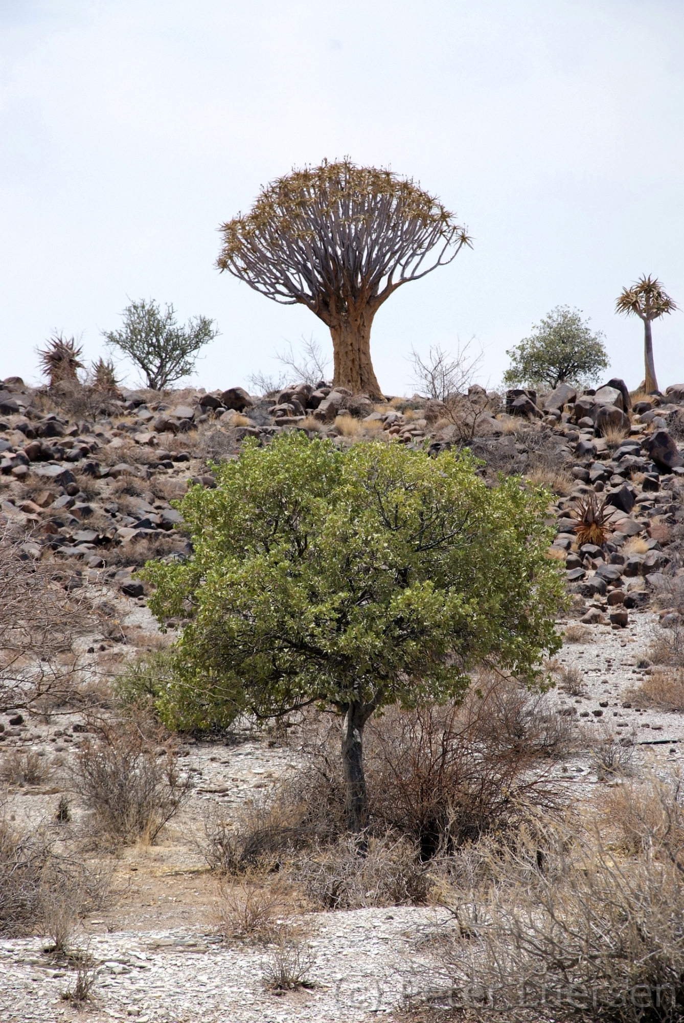 DSCF1871.jpg - Hier stehen etwa 250 Köcherbäume (Aloe dichotoma).