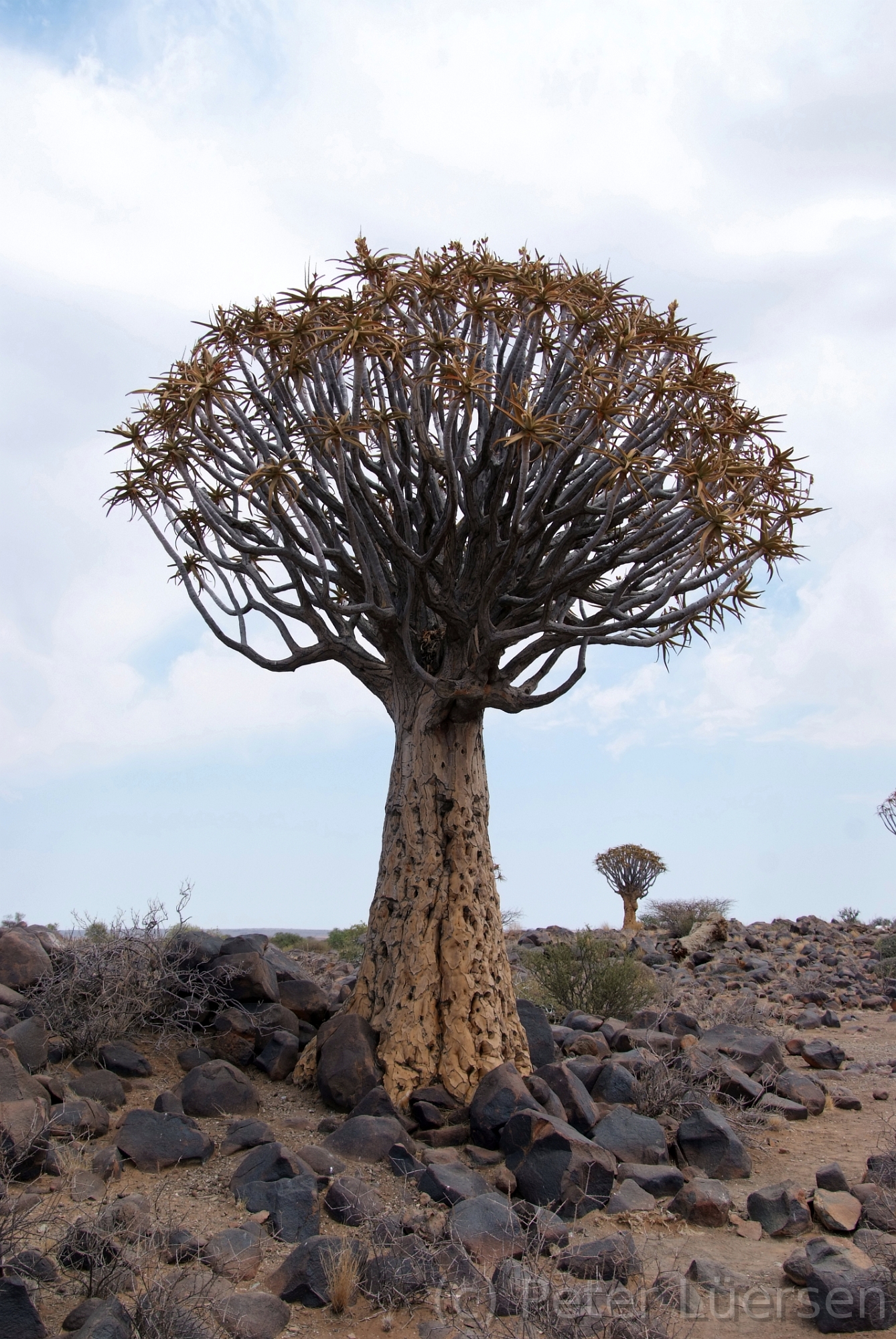 DSCF1876.jpg - Der Köcherbaum ist hauptsächlich in den Halbwüsten Namibias und im nordwestlichen Teil Südafrikas anzutreffen.