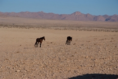 Wüstenpferde
