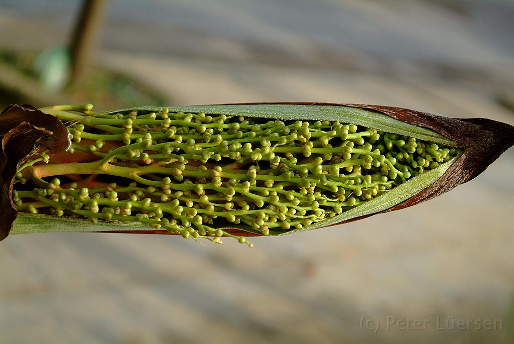 dscf2058.jpg - Frucht- oder Blütenstand?