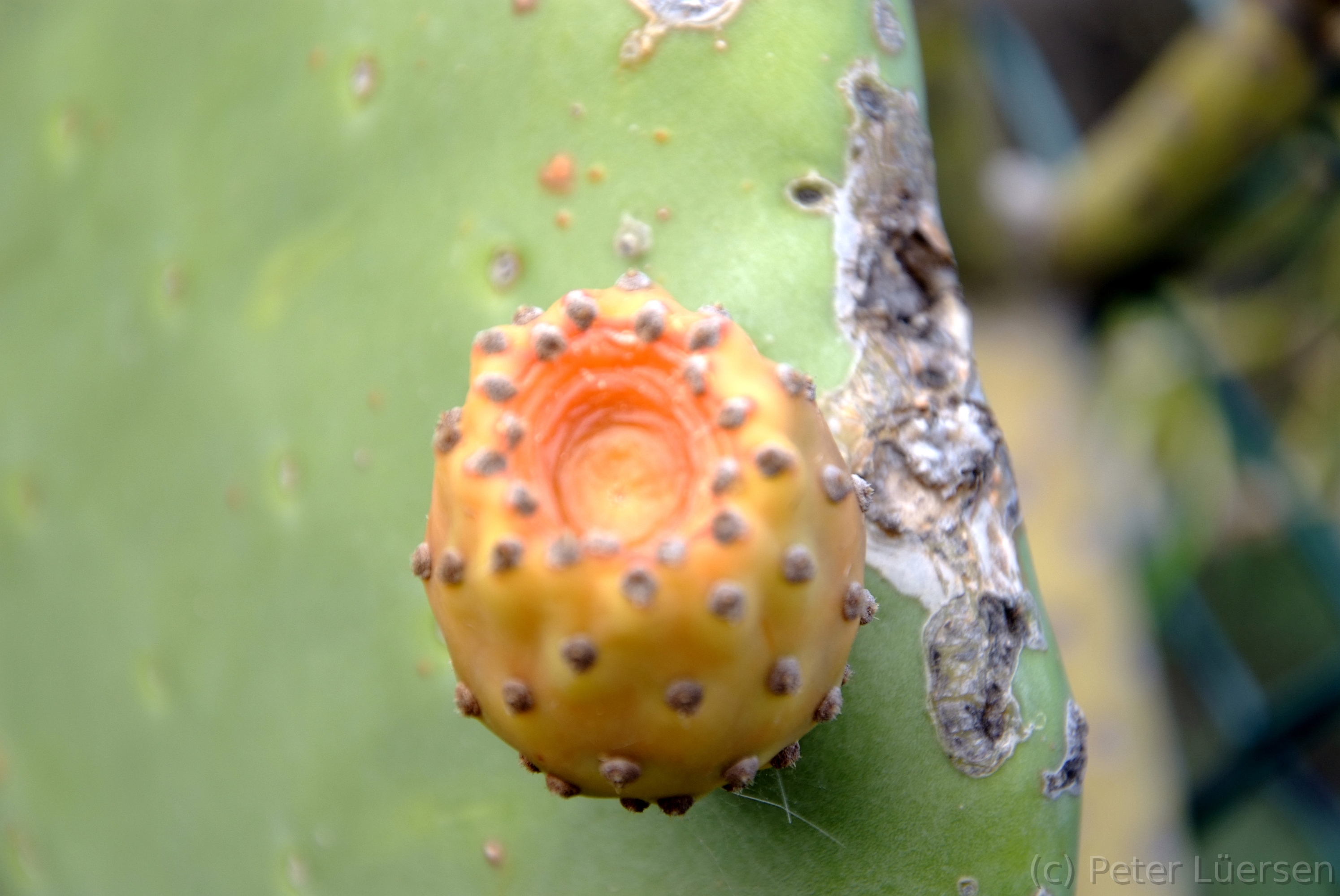DSCF5070.JPG
