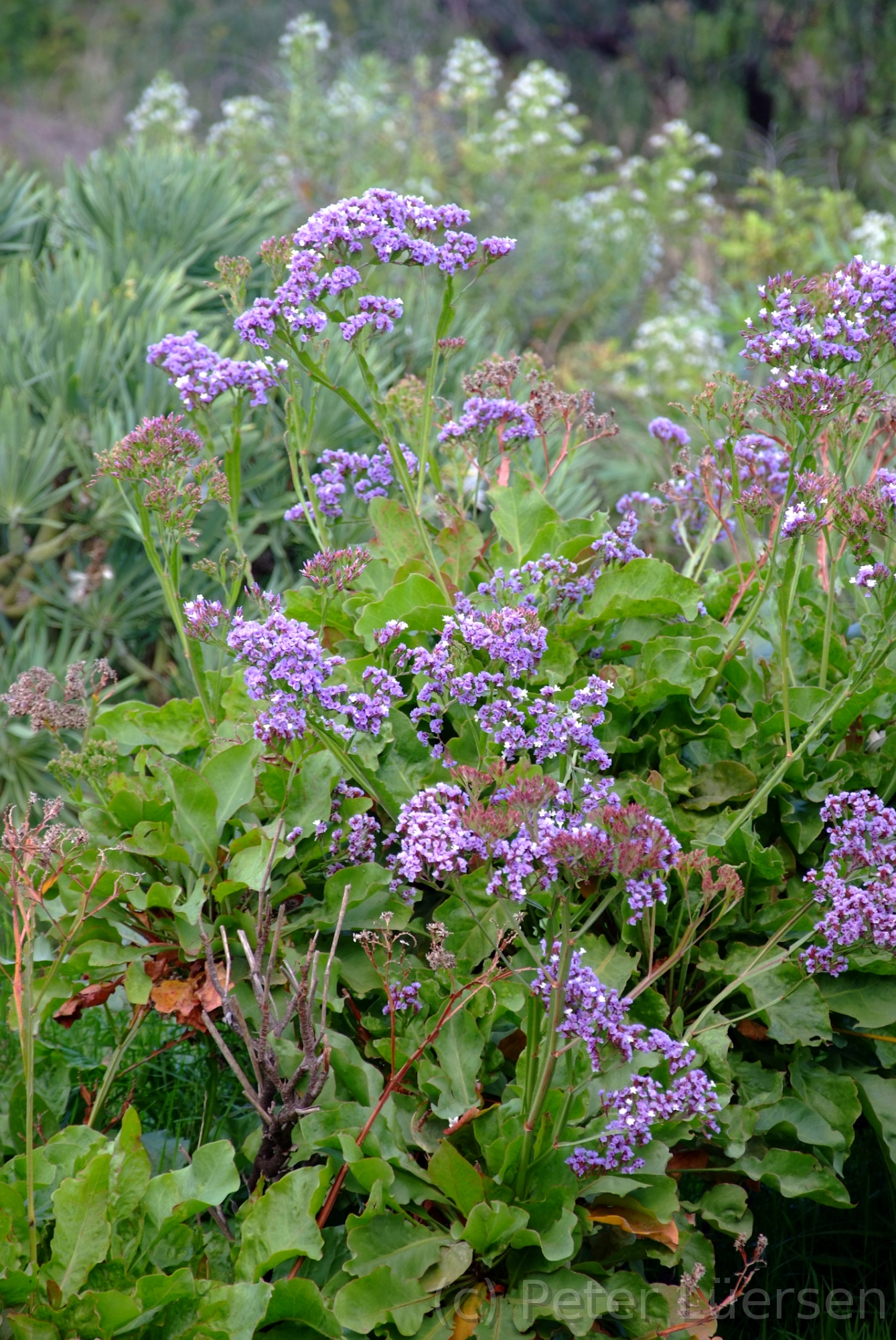 DSCF5902.JPG