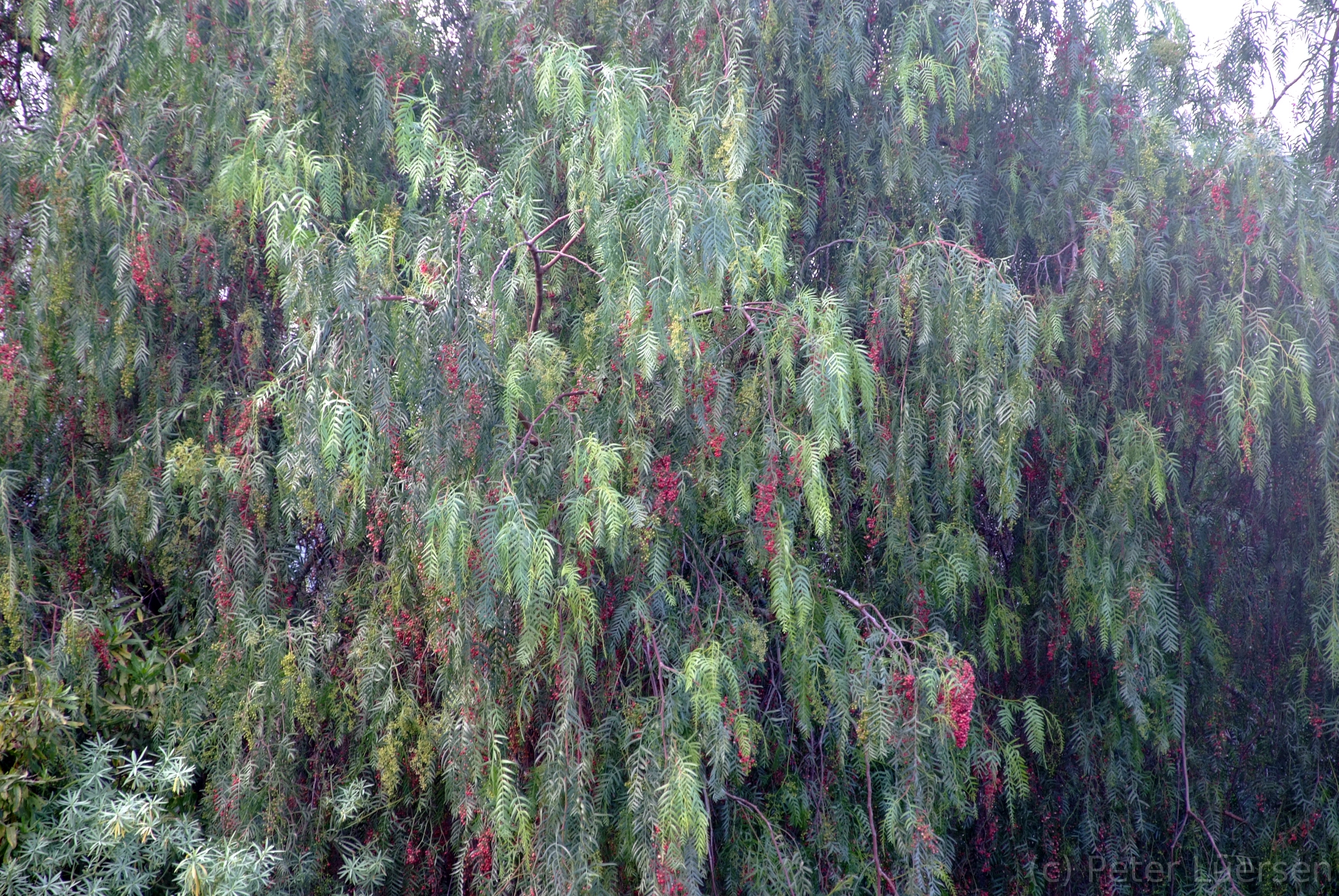 DSCF5915.JPG