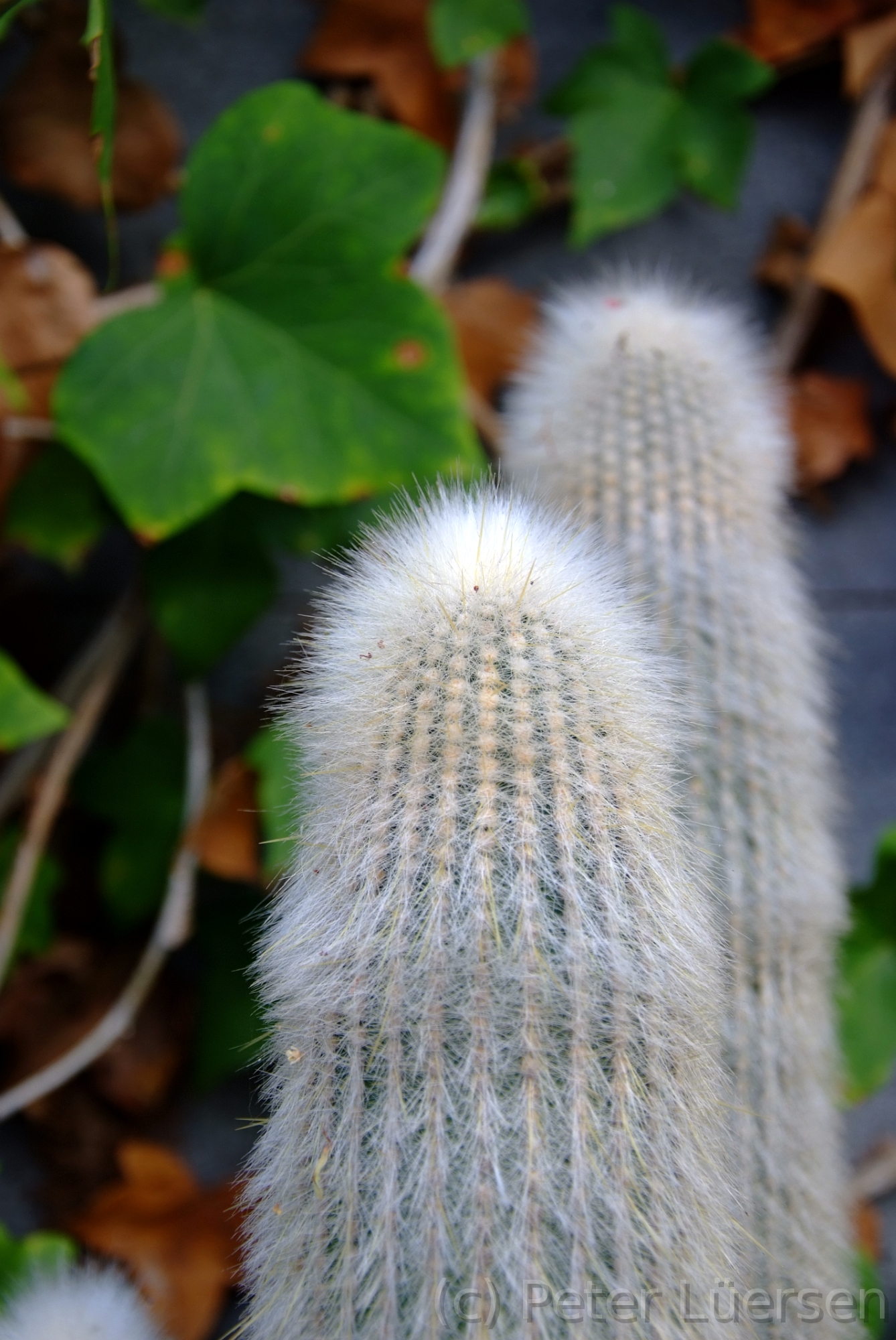 DSCF5918.JPG