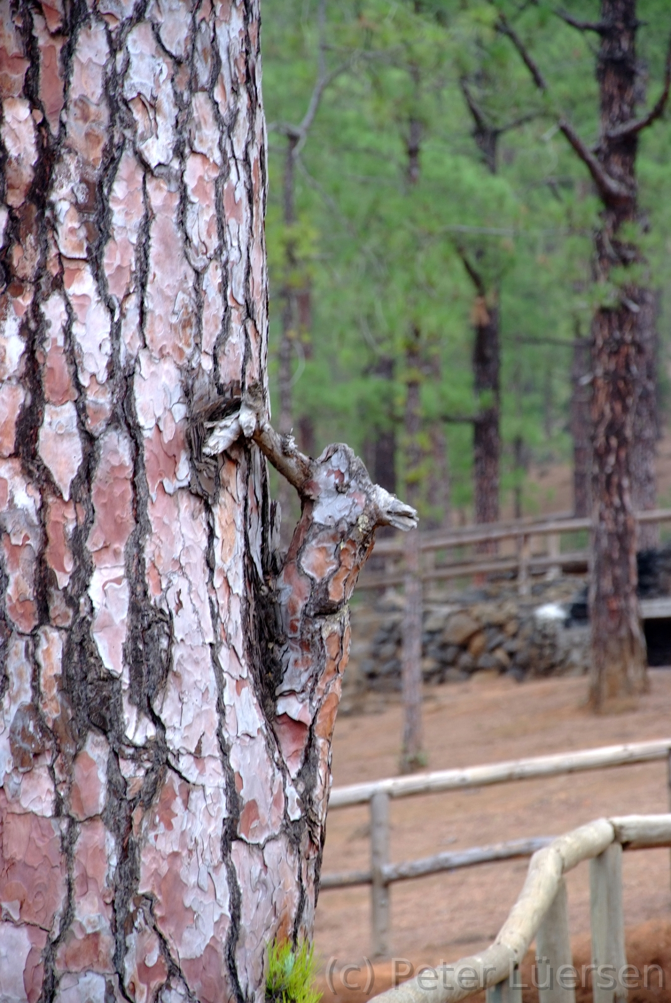 DSCF5925.JPG