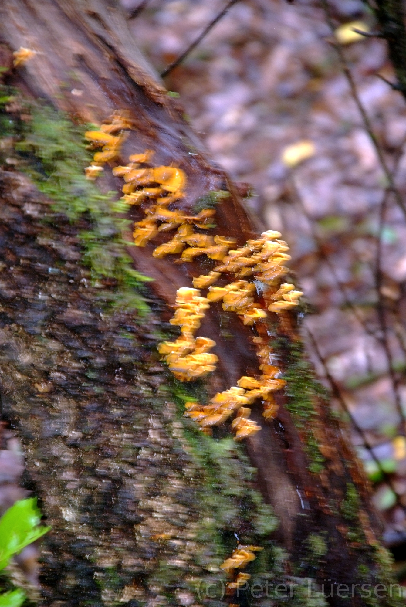 DSCF5311.JPG