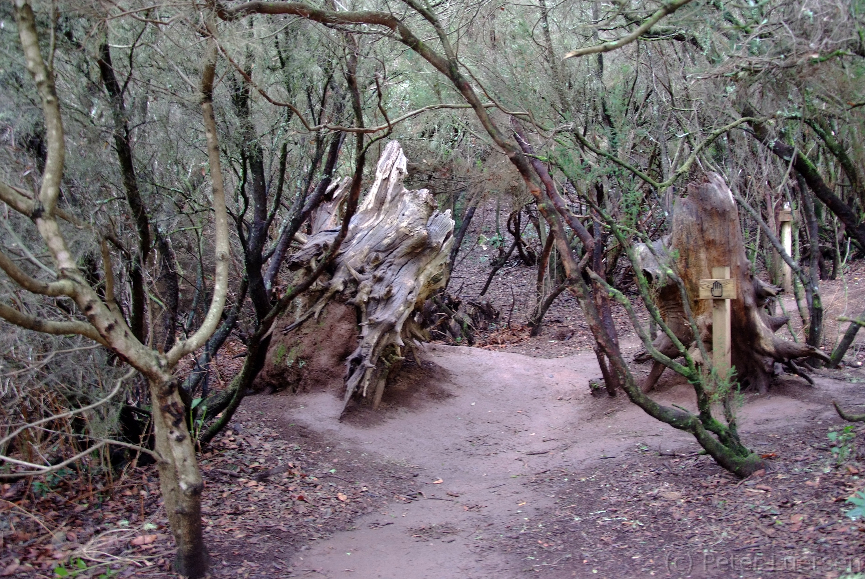 DSCF5330.JPG