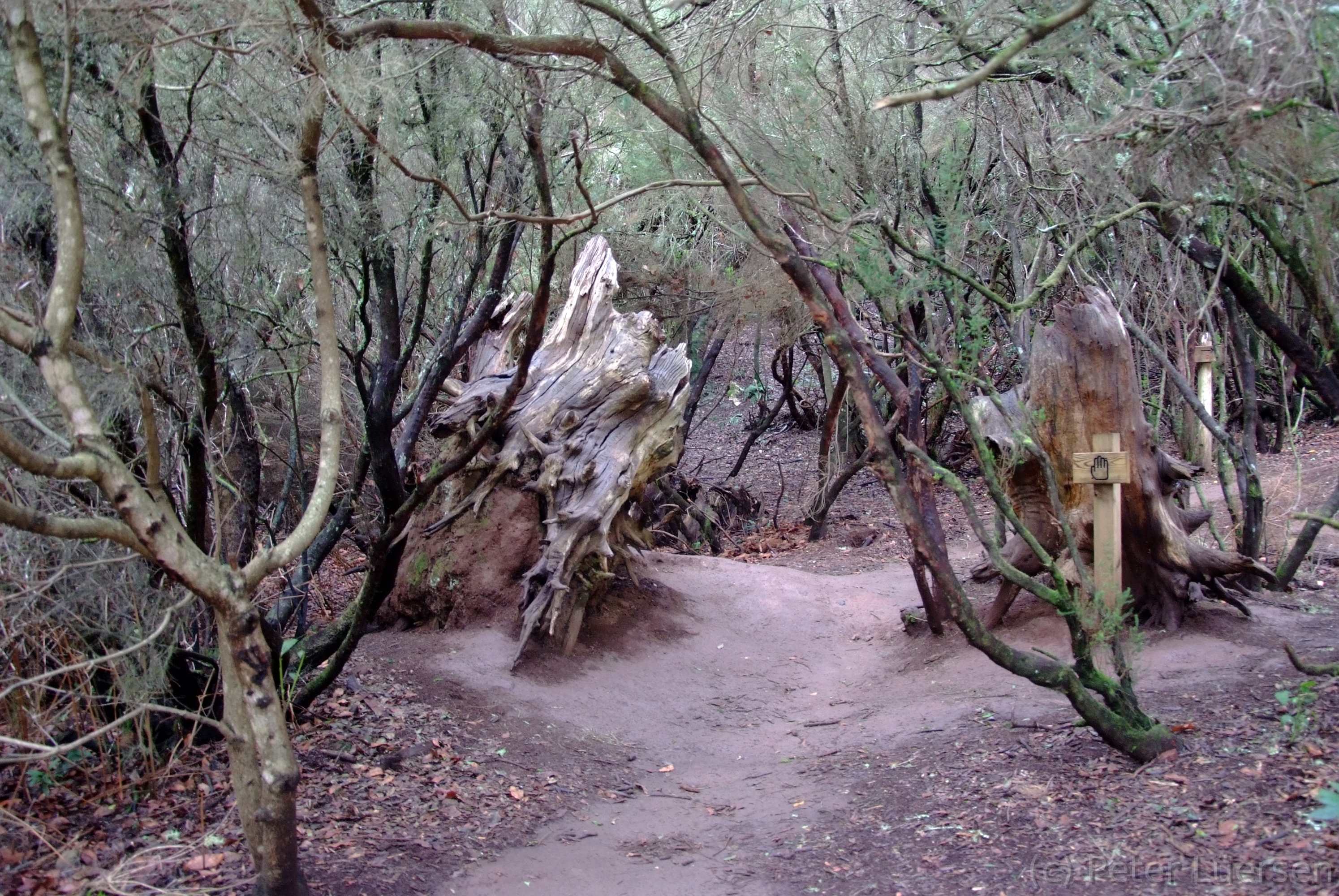DSCF5331.JPG