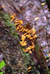 DSCF5311