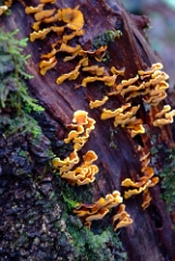 DSCF5312