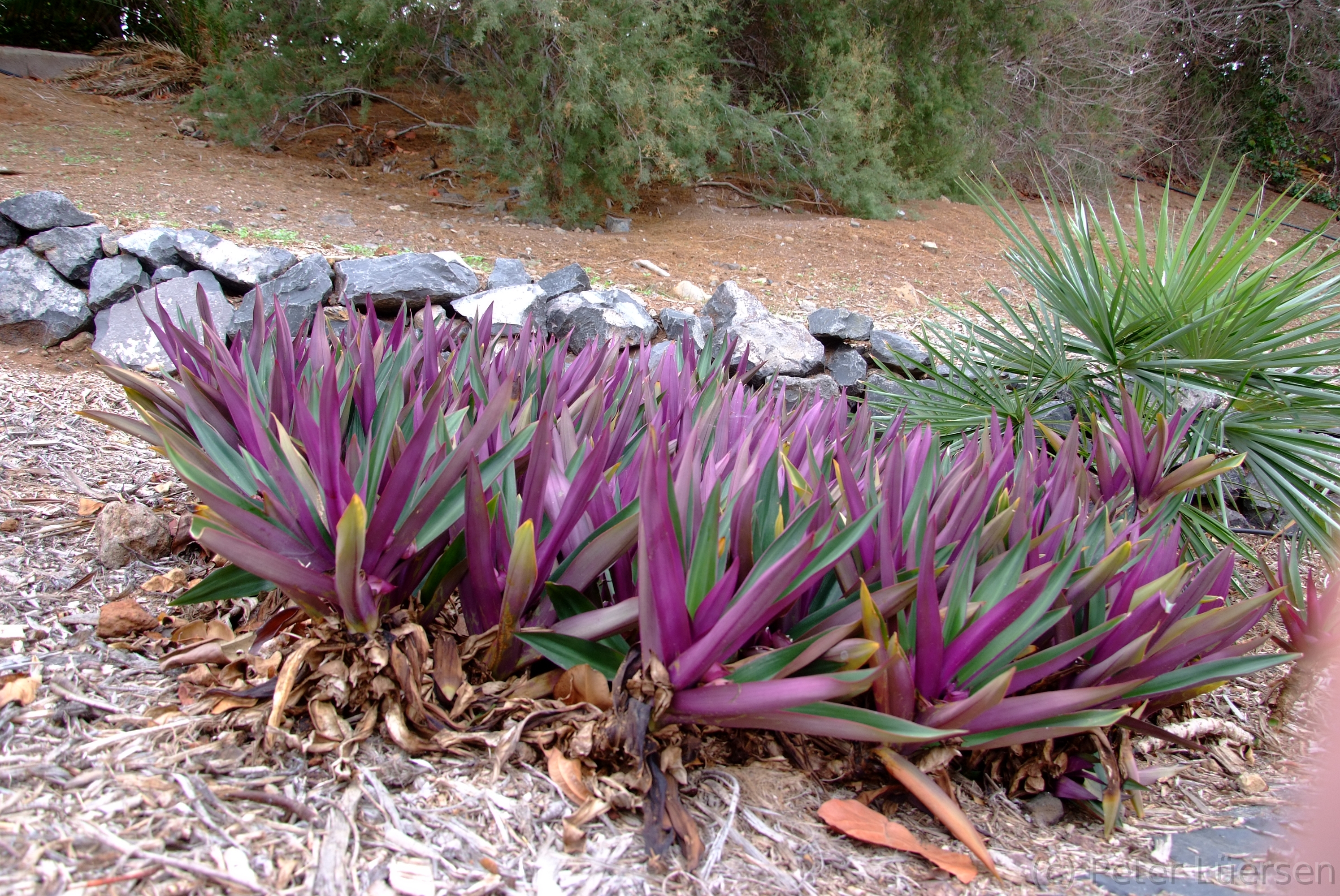 DSCF5347.JPG