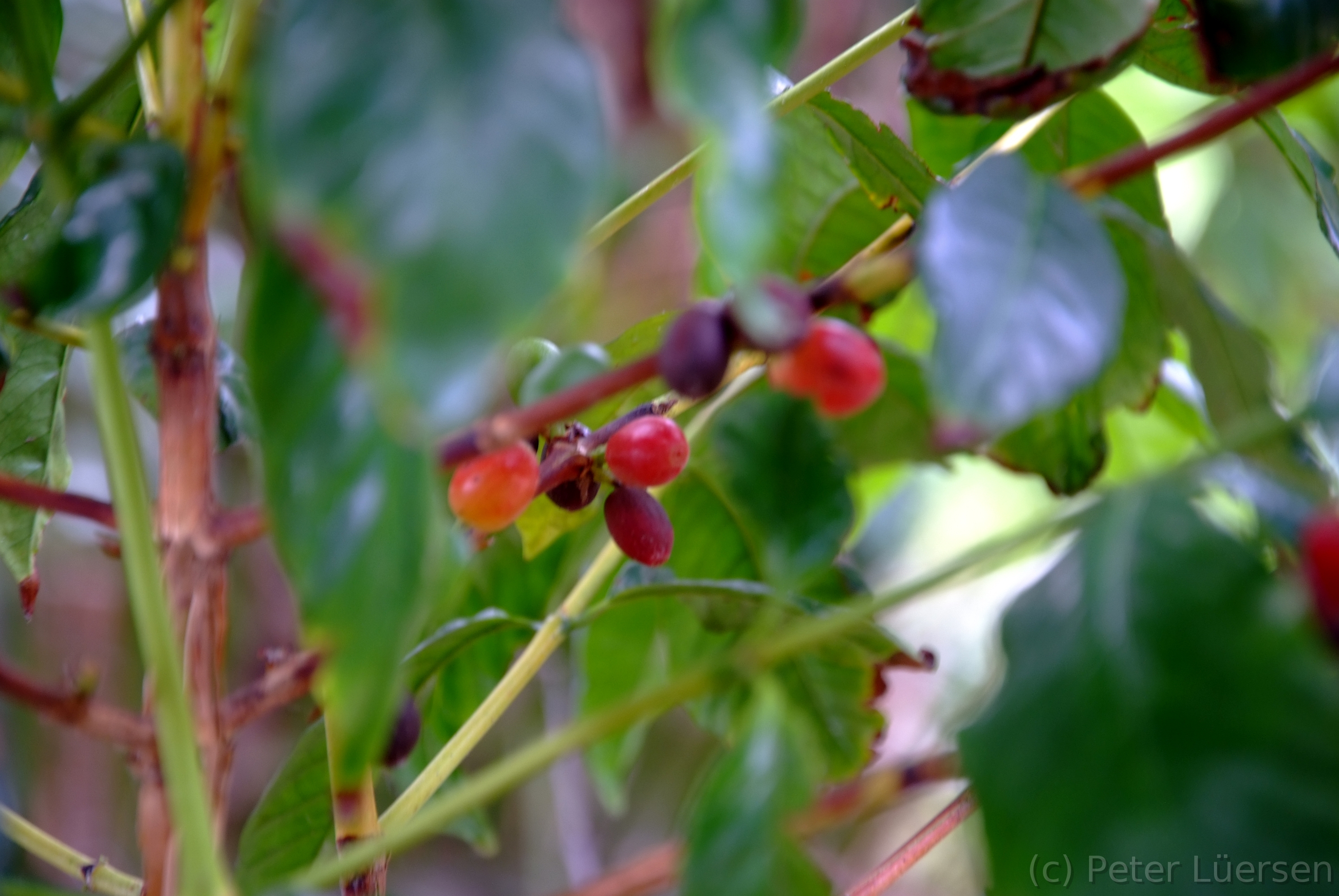 DSCF5365.JPG