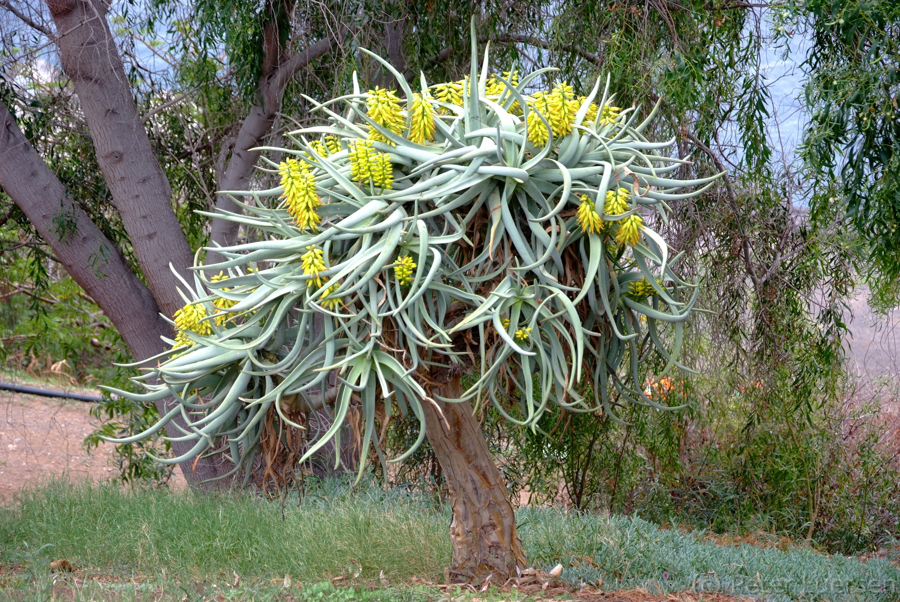 DSCF5371.JPG