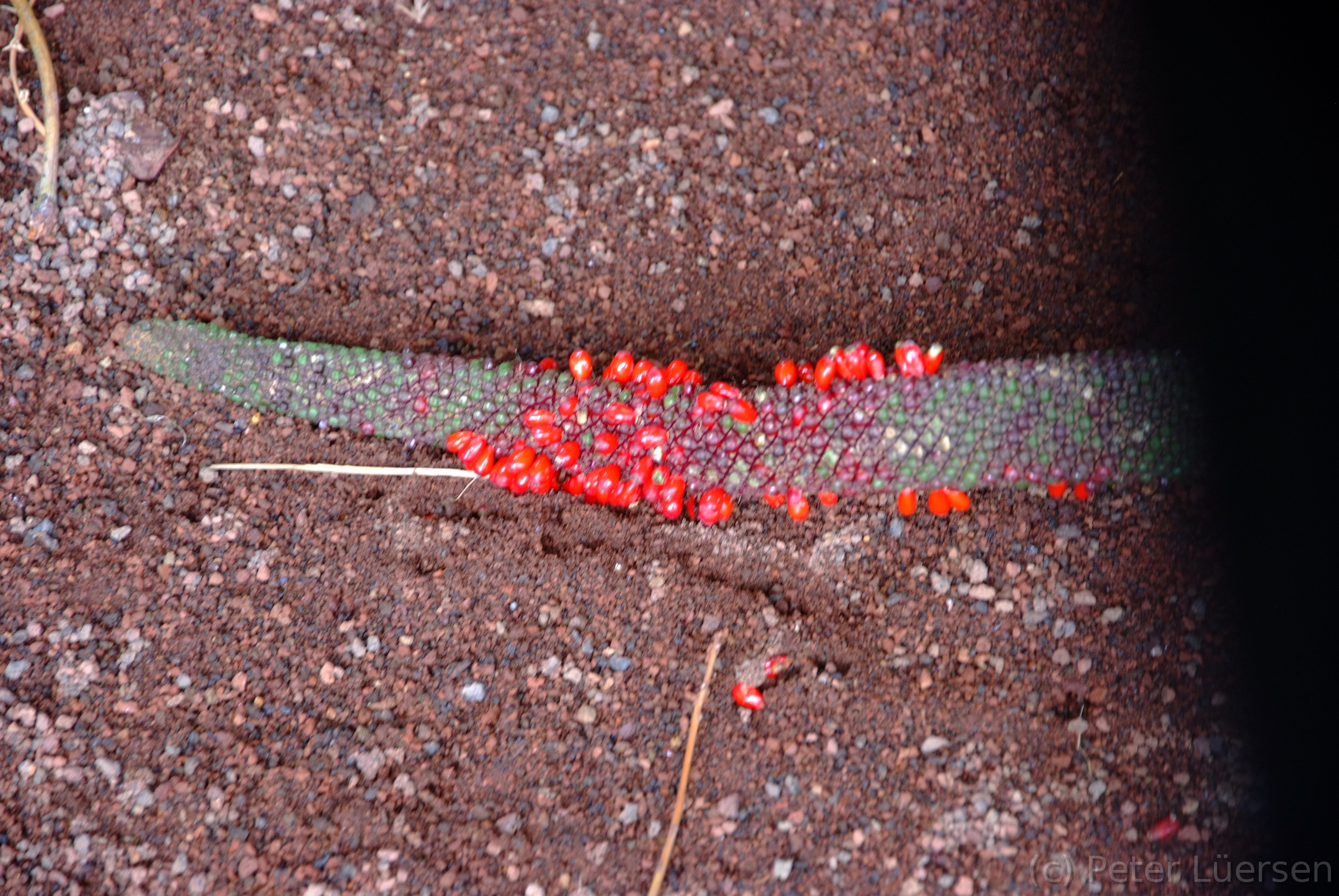 DSCF5427.JPG