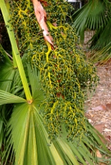 DSCF5383