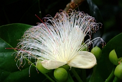 DSCF5385