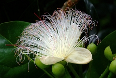 DSCF5386
