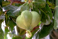 DSCF5387