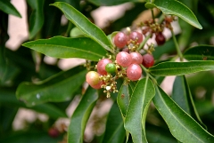 DSCF5391