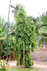 DSCF5392