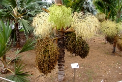 DSCF5396