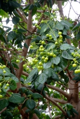 DSCF5399
