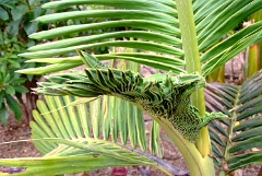 DSCF5405