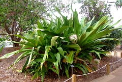 DSCF5407