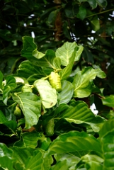 DSCF5411