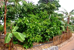 DSCF5412