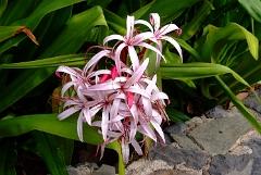 DSCF5413
