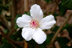 DSCF5415
