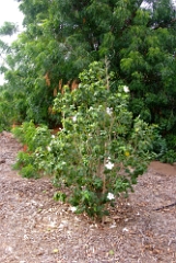 DSCF5416