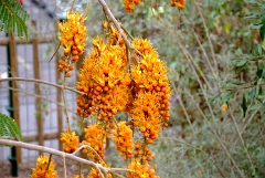 DSCF5419