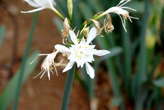 DSCF5420