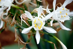 DSCF5421