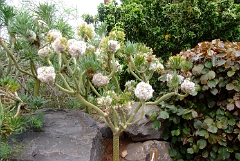 DSCF5422