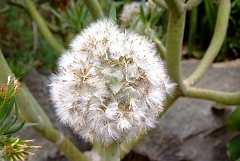 DSCF5423