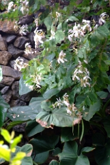 DSCF5425