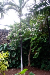 DSCF5426